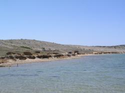 Plaža Ričina, Vrsi